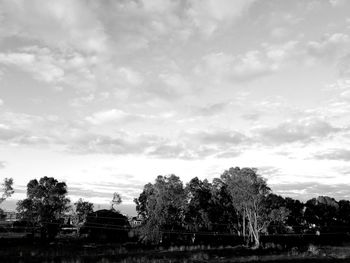 Trees on field against sky