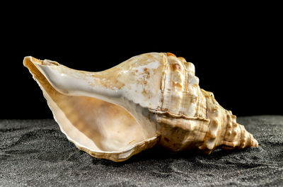 Close-up of seashell against black background