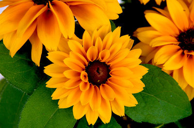 Close-up of bee on yellow flower