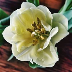 Close-up of white flowers