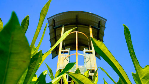 Low angle view of plant against blue sky