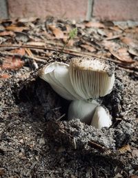 Close-up of mushroom growing on field