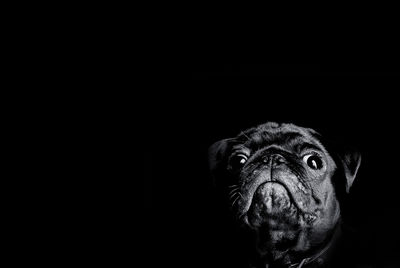 Close-up portrait of dog against black background