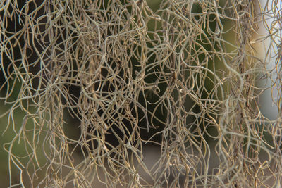 Full frame shot of dry plants