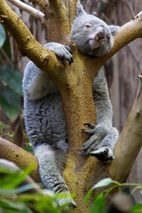 Low angle view of koala resting on tree at zoo