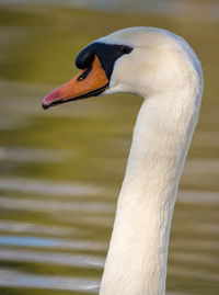 Close-up of swan