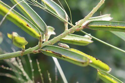 Close-up of insect on plant