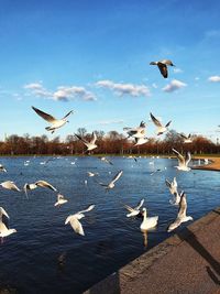 Seagulls flying over lake against sky