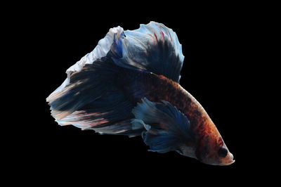 Close-up of fish against black background