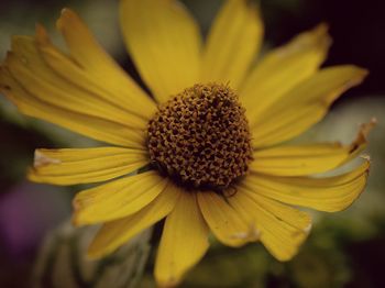 Close-up of yellow flower