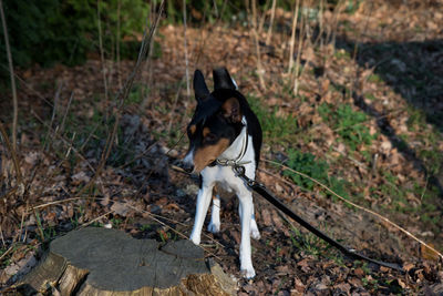 Dog standing in a forest