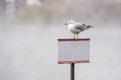 Seagull perching on signboard