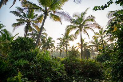 Palm trees against sky