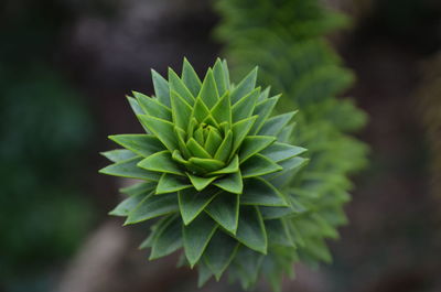 Close-up of succulent plant