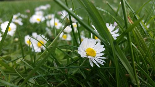 Close-up of daisy blooming outdoors