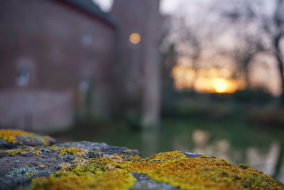 Close-up of lichen