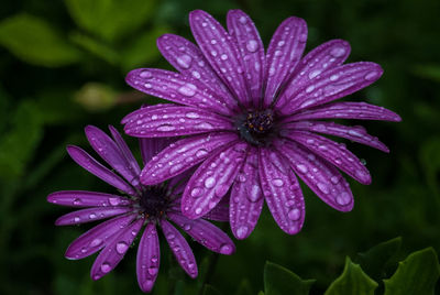 Close-up of wet purple flower blooming outdoors