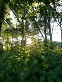 Plants growing on tree in forest