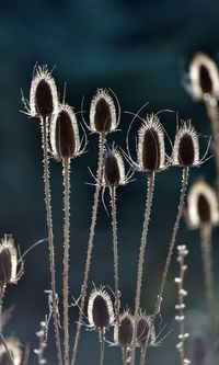 Close-up of dried cactus plant