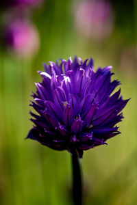 Close-up of purple flower