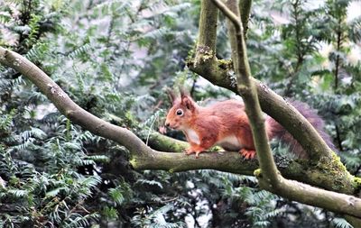 Squirrel on a tree