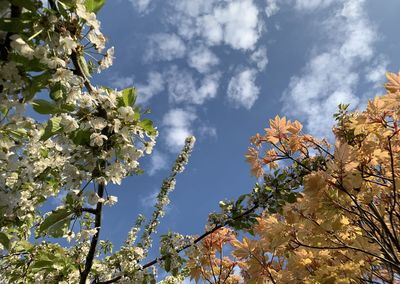 Low angle view of cherry blossoms against sky