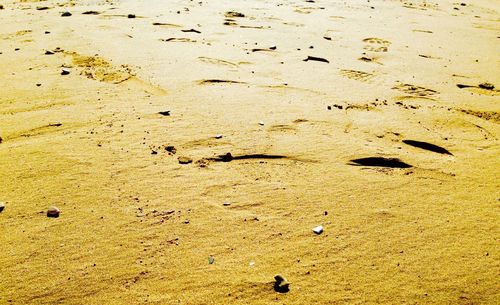 Close-up of birds on sand