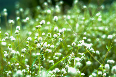 Close-up of white flowering plant