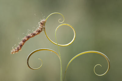 Beautiful pose of caterpillars