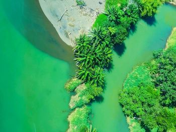 High angle view of plants growing in lake