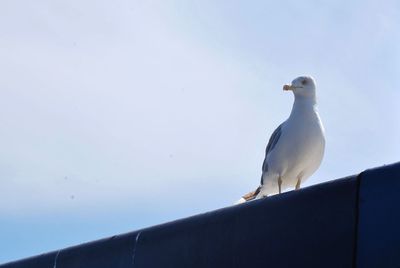 Low angle view of seagull perching against clear sky