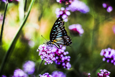 Close-up of butterfly pollinating on flower