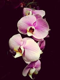 Close-up of pink orchid