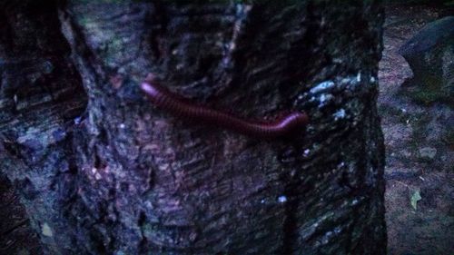 Close-up of tree trunk