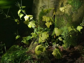 Close-up of plants