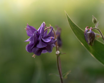 Close-up of purple flowering plant