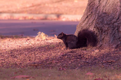 Side view of black squirrel by tree