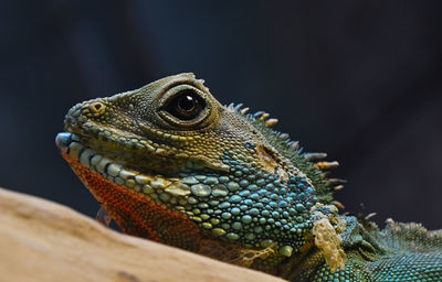 Close-up of iguana