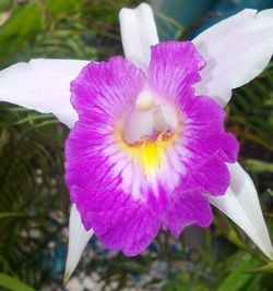 Close-up of purple flower blooming outdoors