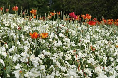 Close-up of tulips blooming in field