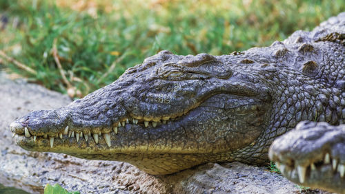 Close-up of crocodile