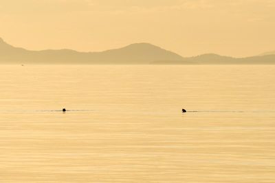 Birds in sea at sunset