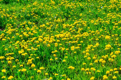 Yellow flowering plants on field