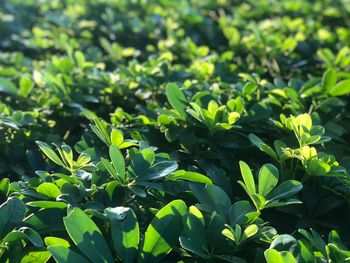 Close-up of green leaves