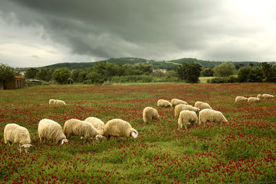 Sheep in a field