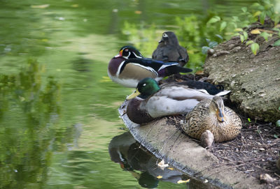 Mallard duck in a lake