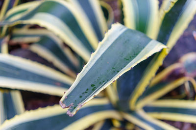 Close-up of plant