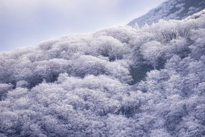 Close-up of trees against sky during winter