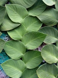 Full frame shot of green leaves