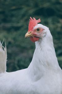 Close-up of rooster